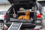 Active Canis Lounge Bed Strl.2 70X85 Svart - Bilde 3