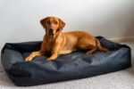 Active Canis Lounge Bed Strl.2 70X85 Svart - Bilde 2