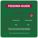 Burgess Excel Indoor Guinea Pig 1,5kg - Bild 3