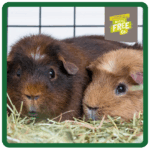 Burgess Excel Indoor Guinea Pig 1,5kg - Bild 5